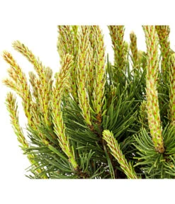 Kriech-Kiefer 'Pumilio', Schale -Gartenladen Im Freien 7334659 WE DE 001 PinusMugoPumilioKieferSchaleDehnerExpressHerzig