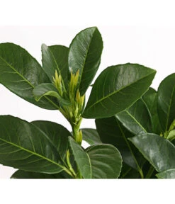 Kirschlorbeer 'Etna' 7 Kirschlorbeer 'Etna' -Gartenladen Im Freien 7358484 WE DE 001 PrunusLaurocerasusEtnaKirschlorbeer5LDehnerExpressHerzig