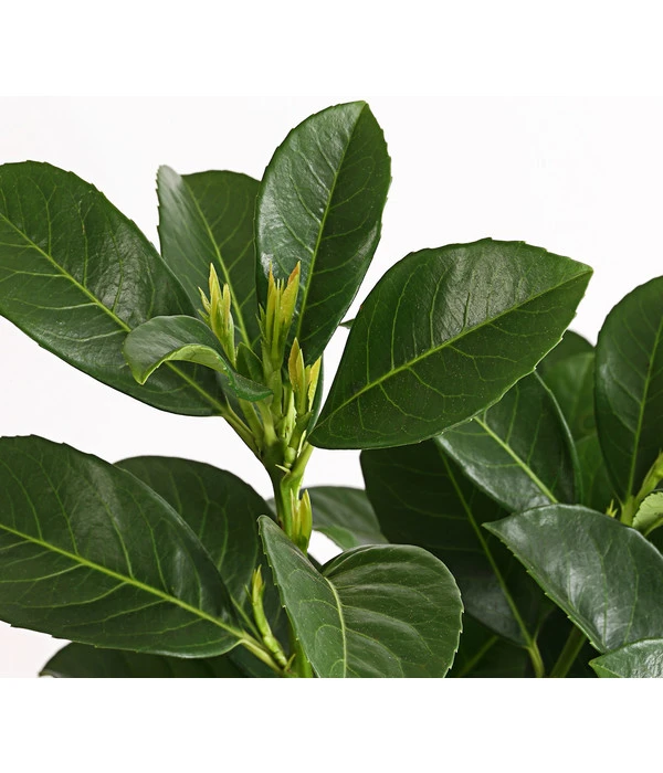 Kirschlorbeer 'Etna' 4 Kirschlorbeer 'Etna' – Bild 4