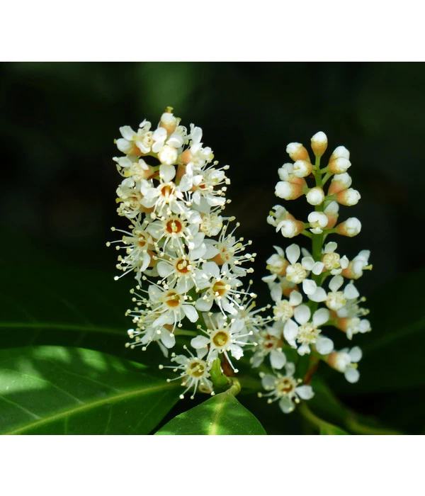 Kirschlorbeer 'Etna' 2 Kirschlorbeer 'Etna' – Bild 2