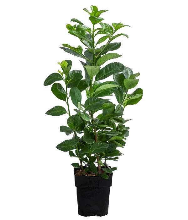 Kirschlorbeer 'Etna' 1 Kirschlorbeer 'Etna'