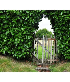 Kirschlorbeer 'Etna' 6 Kirschlorbeer 'Etna' -Gartenladen Im Freien 7359706 WE MO 001 KirschlorbeerPrunusLaurocerasusPixabay