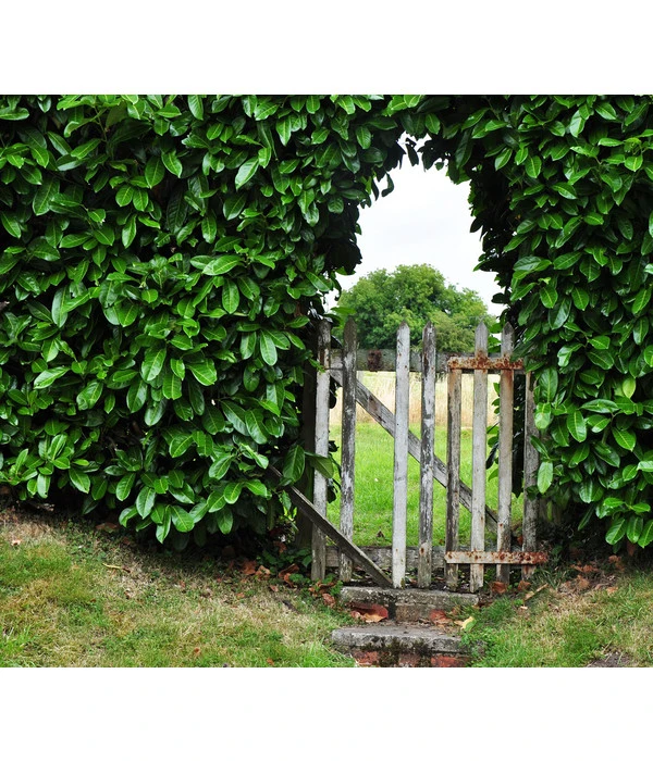 Kirschlorbeer 'Etna' 3 Kirschlorbeer 'Etna' – Bild 3