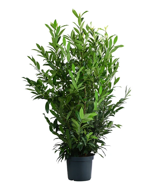 Kirschlorbeer 'Herbergii' 1 Kirschlorbeer 'Herbergii'