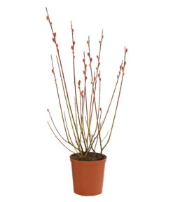 Rotkätzchenweide, Busch