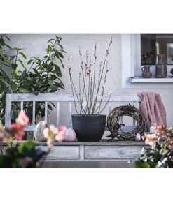 Rotkätzchenweide, Busch -Gartenladen Im Freien 7461817 WE MO 001 SalixHHaengekaetzchenRotkaetzchenBusch3LDehnerExpressHerzig