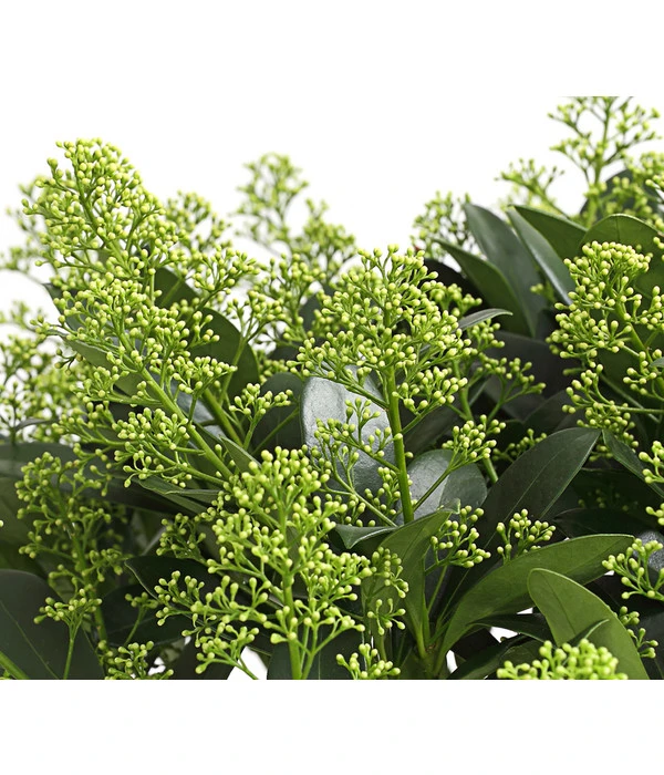 Blütenskimmie 'White Lady' 1 Blütenskimmie 'White Lady'