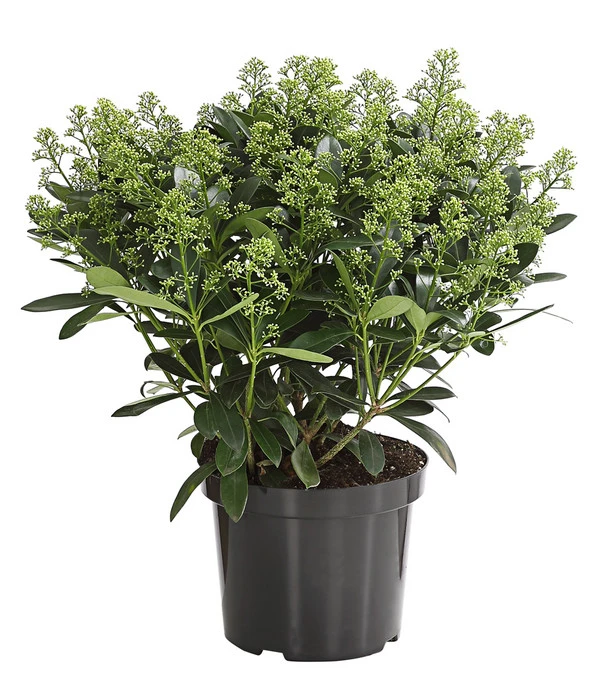 Blütenskimmie 'White Lady' 2 Blütenskimmie 'White Lady' – Bild 2