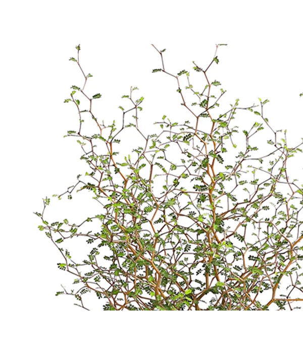 Schnurbaum 'Little Baby' 2 Schnurbaum 'Little Baby' – Bild 2