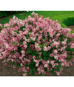 Chinesischer Zwerg-Flieder 'Palibin' -Gartenladen Im Freien 7489792 BildFS 001 ChinesischerZwergFliederSyrMeyeriPalibin