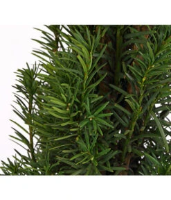 Säulen-Eibe 'Fastigiata' 5 Säulen-Eibe 'Fastigiata' -Gartenladen Im Freien 7501109 WE DE 001 TaxusEibeBaccataFastigiata10LDehnerExpressHerzig