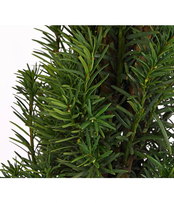 Säulen-Eibe 'Fastigiata' 3 Säulen-Eibe 'Fastigiata' – Bild 3