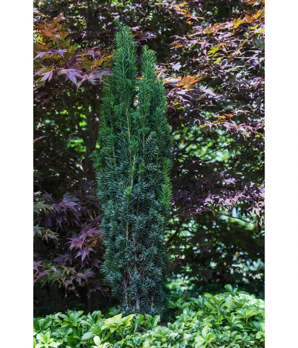 Säulen-Eibe 'Fastigiata' 2 Säulen-Eibe 'Fastigiata' – Bild 2