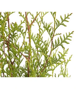 7 Meter Lebensbaum 'Brabant', 14 X Ca. 150-175 Cm -Gartenladen Im Freien 7511009 WE DE 001 LebensbaumThujaOccidentalisBrabant3L 3