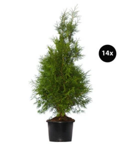 7 Meter Lebensbaum 'Brabant', 14 X Ca. 150-175 Cm