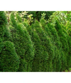 7 Meter Lebensbaum 'Smaragd', 20 X Ca. 100-125 Cm -Gartenladen Im Freien 7513757 7516768 WE MO 002 ThujaSmaragd