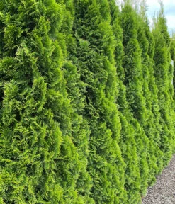 7 Meter Lebensbaum 'Smaragd', 20 X Ca. 100-125 Cm -Gartenladen Im Freien 7513922 WE MO 002 LebensbaumSmaragdThuja
