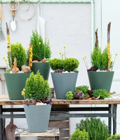 Lebensbaum 'Teddy' -Gartenladen Im Freien 7517402 WE MO 001 Koniferen