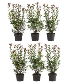 2 Meter Purpur-Glanzmispel 'Carre Rouge', 6 X Ca. 60 Cm