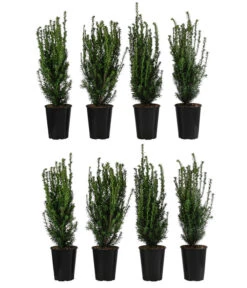 2 Meter Becher-Eibe 'Hillii', 8 X Ca. 60-70 Cm