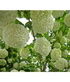 Gefüllter Schneeball 'Roseum'