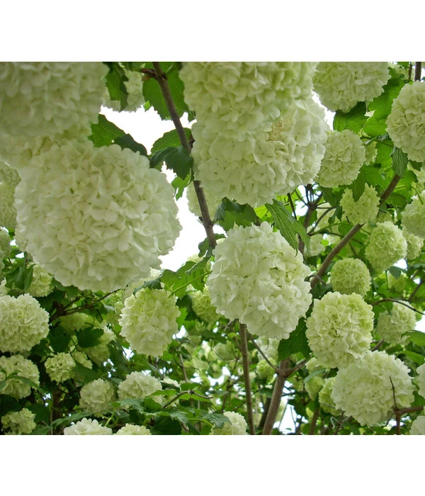 Gefüllter Schneeball 'Roseum' 1 Gefüllter Schneeball 'Roseum'