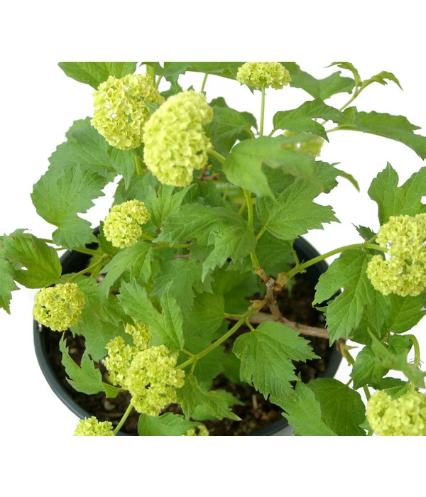 Gefüllter Schneeball 'Roseum' 2 Gefüllter Schneeball 'Roseum' – Bild 2