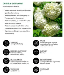 Gefüllter Schneeball 'Roseum' 5 Gefüllter Schneeball 'Roseum' -Gartenladen Im Freien 7536592 WE IG 001 GefuellterSchneeball