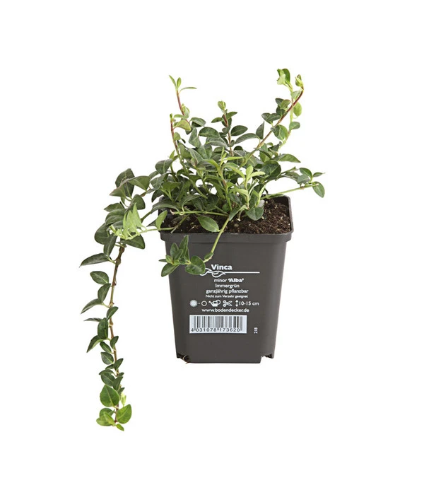 Weißes Immergrün 'Alba' 2 Weißes Immergrün 'Alba' – Bild 2