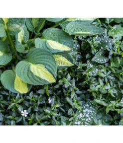 Weißes Immergrün 'Alba' 6 Weißes Immergrün 'Alba' -Gartenladen Im Freien 7539885 PR MO 001 VincaImmergruenWeissSchattenbeetPrivatgartenLucknerMai2017