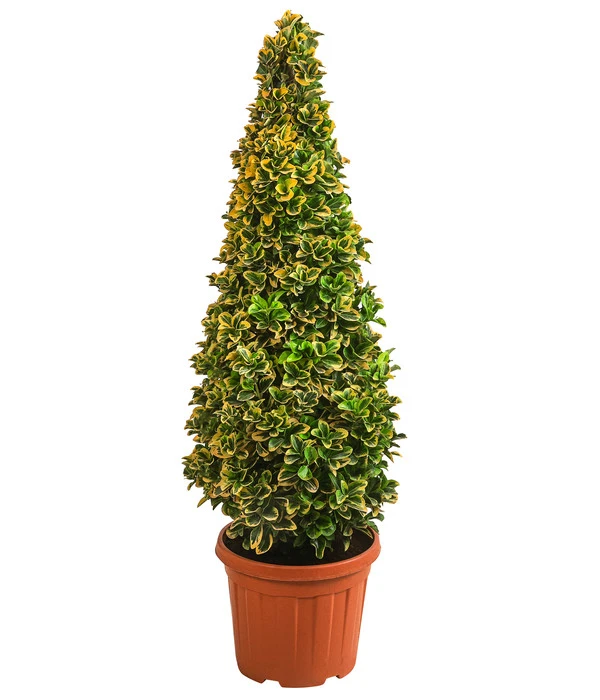 Japanischer Spindelstrauch 'Elegantissima Aurea', Ca. 130-150 Cm 1 Japanischer Spindelstrauch 'Elegantissima Aurea', Ca. 130-150 Cm