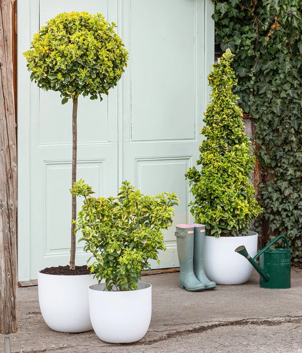 Japanischer Spindelstrauch 'Elegantissima Aurea', Ca. 130-150 Cm 2 Japanischer Spindelstrauch 'Elegantissima Aurea', Ca. 130-150 Cm – Bild 2