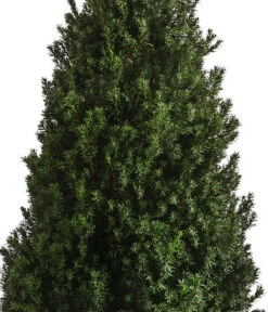 XXL Kegel-Eibe 'Hillii', Ca. 125-150 Cm -Gartenladen Im Freien 7550650 WE DE 001 TaxusMediaHilly