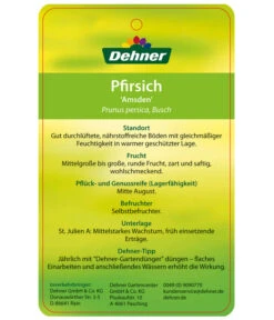 Dehner Pfirsich 'Amsden' -Gartenladen Im Freien 7603665 PfirsichAmsden Etikett 2