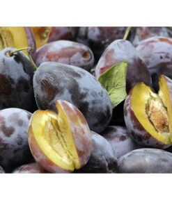 Zwetschgen-Duo 'Hauszwetsche'/'Oullins Reneklode' -Gartenladen Im Freien 7663586 PR DE 001 PrunusPflaumeHauszwetschgePixabay