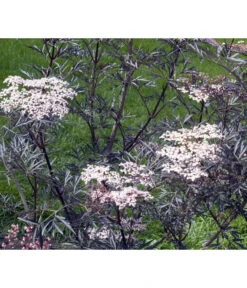 Holunder 'Black Lace' -Gartenladen Im Freien 7670896 WE MO 004 HolunderBlackLace