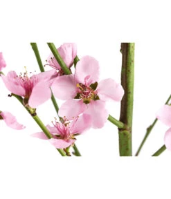 Säulenpfirsich 'Aida' -Gartenladen Im Freien 7752728 WE DE 001 PrunusSauelenpfirsichAida