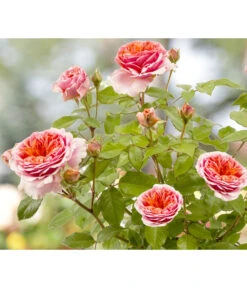 Duftrosen, Verschiedene Sorten