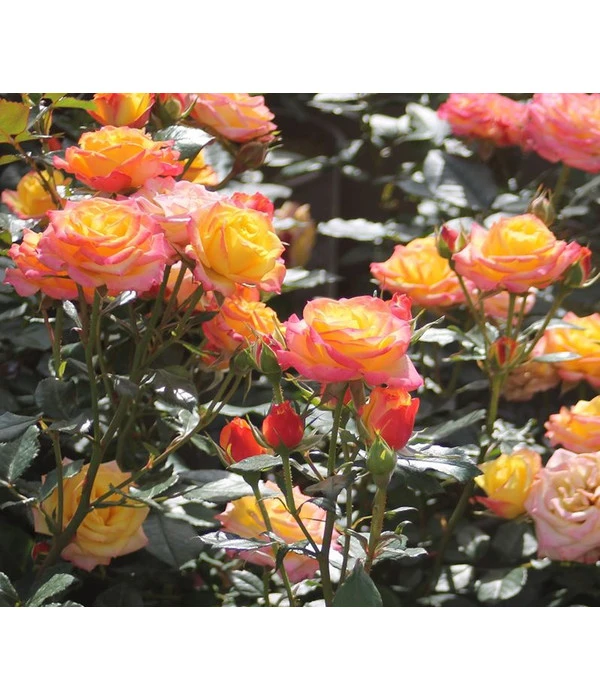 Zwergrose 'Tropical Clementine®' 1 Zwergrose 'Tropical Clementine®'