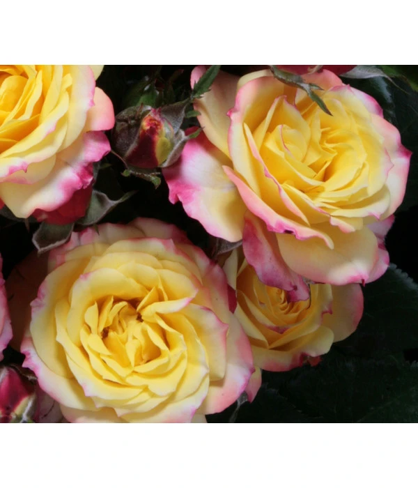 Zwergrose 'Tropical Clementine®' 2 Zwergrose 'Tropical Clementine®' – Bild 2