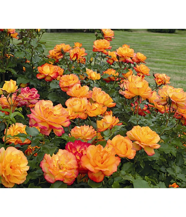 Strauchrose 'Sahara®', Stämmchen 1 Strauchrose 'Sahara®', Stämmchen