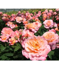 Edelrose 'Augusta Luise®', Stämmchen -Gartenladen Im Freien 7803372 PR DE 001 EdelroseAugustaLuiseTantau
