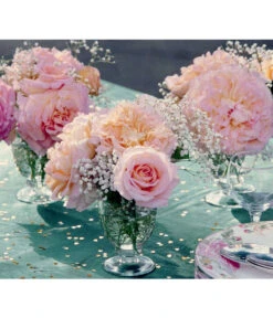 Edelrose 'Augusta Luise®', Stämmchen -Gartenladen Im Freien 7803372 PR DE 002 EdelroseAugustaLuiseTantau