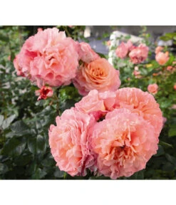 Edelrose 'Augusta Luise®', Stämmchen -Gartenladen Im Freien 7803372 PR DE 005 EdelroseAugustaLuiseTantau