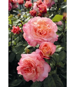 Edelrose 'Augusta Luise®', Stämmchen -Gartenladen Im Freien 7803372 WE DE 002 NostalgieEdelroseAugustaLuiseTantauPfirsichfarben