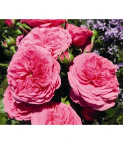 Beetrose 'Baronesse®'