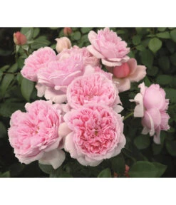 Edelrose 'Schöne Maid®' 5 Edelrose 'Schöne Maid®' -Gartenladen Im Freien 7803547 WE DE 005 NostalgieEdelroseSchoeneMaidTantau