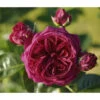 Nostalgie®-Edelrose 'Marietta®'