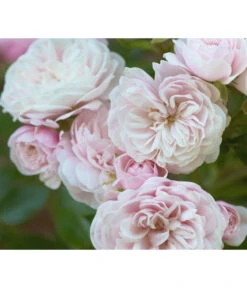 Zwerg-Kletterrose 'Starlet® Alina®' -Gartenladen Im Freien 7803877 PR DE 002 StarletRoseAlinaTantau