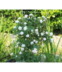 Zwerg-Kletterrose 'Starlet® Alina®' -Gartenladen Im Freien 7803877 PR DE 003 StarletRoseAlinaTantau